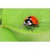 Canon EF 100mm F2.8 L Macro IS USM II - Location - Soscine