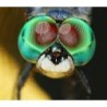 Canon 180mm F3.5 Macro L USM (EF) - Location - Soscine